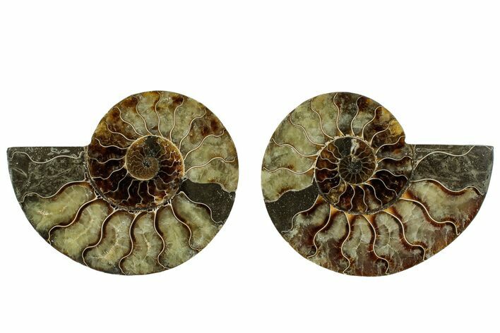 Cut & Polished, Agatized Ammonite Fossil - Madagascar #317679